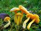 Hygrocybe ceracea