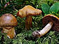 Cortinarius zinziberatus