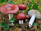 Russula paludosa