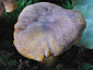 Cantharellus amethysteus