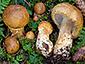 Cortinarius saginus