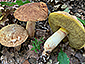 Hemileccinum depilatum