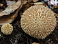 Lycoperdon echinatum