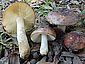 Russula graveolens