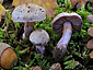 Cortinarius subporphyropus