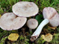 Lactarius uvidus