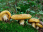 Lactarius scrobiculatus