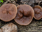 Gyromitra parma