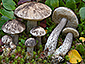 Leccinum variicolor