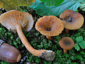 Lactarius obscuratus var. obscuratus