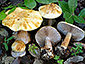 Cortinarius lilacinovelatus