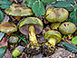 Cortinarius ionochlorus