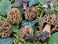 Morchella fusca