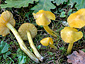 Hygrocybe acutoconica var. acutoconica