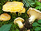 Cantharellus cibarius