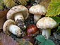 Tricholoma acerbum