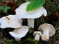 Lactifluus piperatus