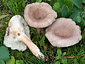 Lactarius vietus