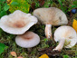 Lactarius vietus