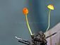 Mycena acicula