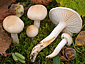 Hygrophorus lindtneri