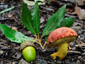 Aureoboletus gentilis