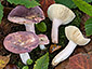 Russula violeipes