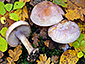 Cortinarius sodagnitus