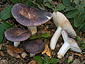 Russula grisea