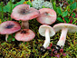 Russula gracillima