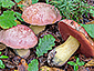 Boletus lupinus