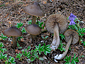 Entoloma hirtipes