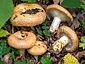 Lactarius zonarius