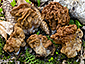 Gyromitra gigas