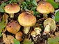 Cortinarius nanceiensis