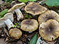 Russula praetervisa