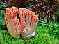 Ramaria subbotrytis