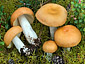 Russula decolorans