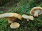 Lactarius intermedius