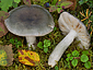 Russula atroglauca