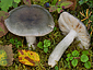 Russula atroglauca