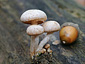 Pholiota gummosa