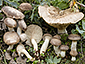 Pleurotus eryngii