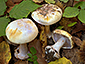 Cortinarius lilacinovelatus