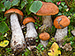 Leccinum versipelle