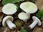 Russula raoultii