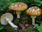 Amanita regalis