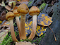 Armillaria mellea