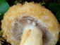 Lactarius repraesentaneus