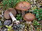 Cortinarius scaurus